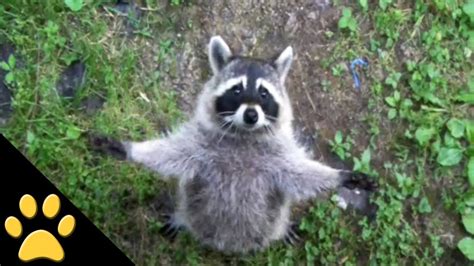 raccoon youtube